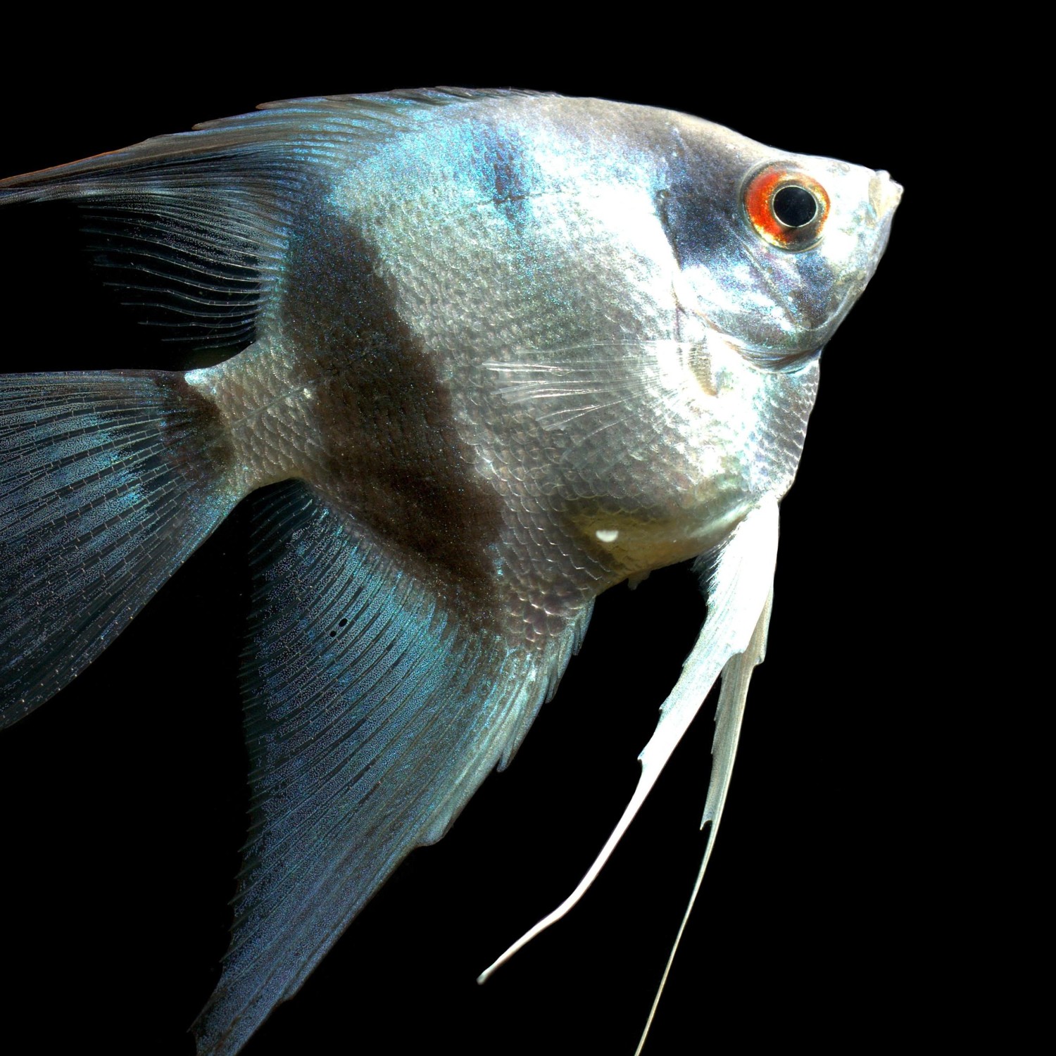 NeonFisken