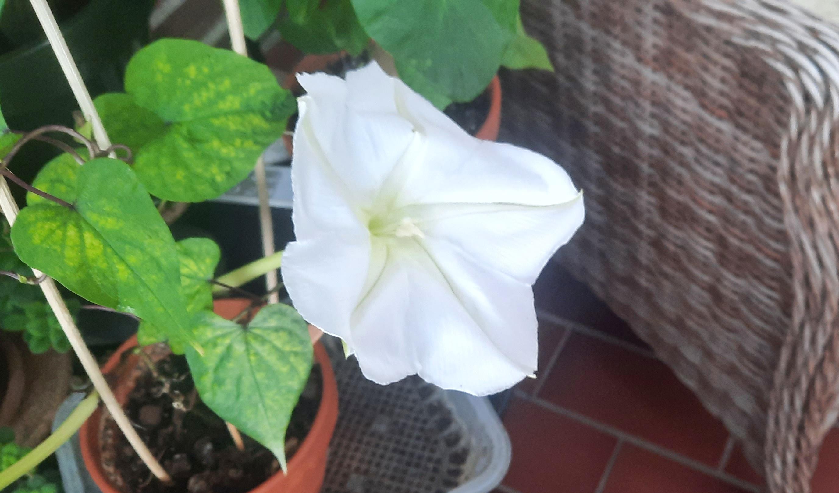 Blomster foto