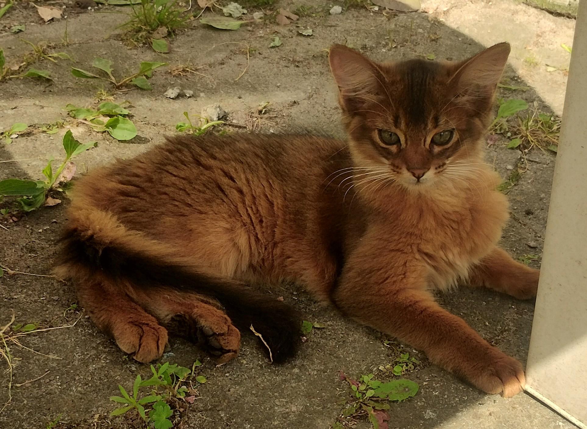 Dushara somali og abyssinier 