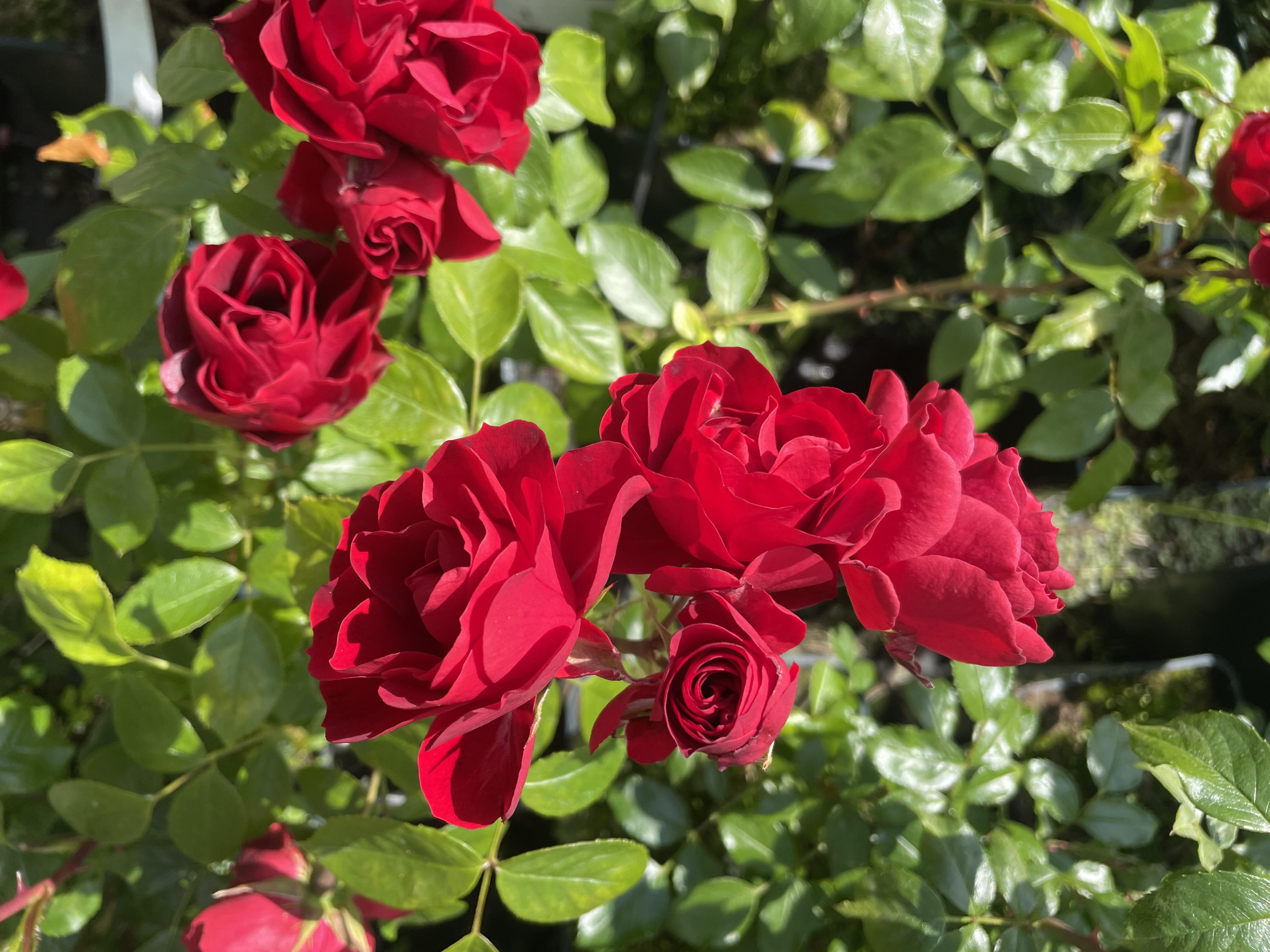 DenUnderSkønneFamilie