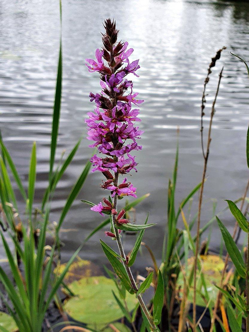 Dagens_Blomst