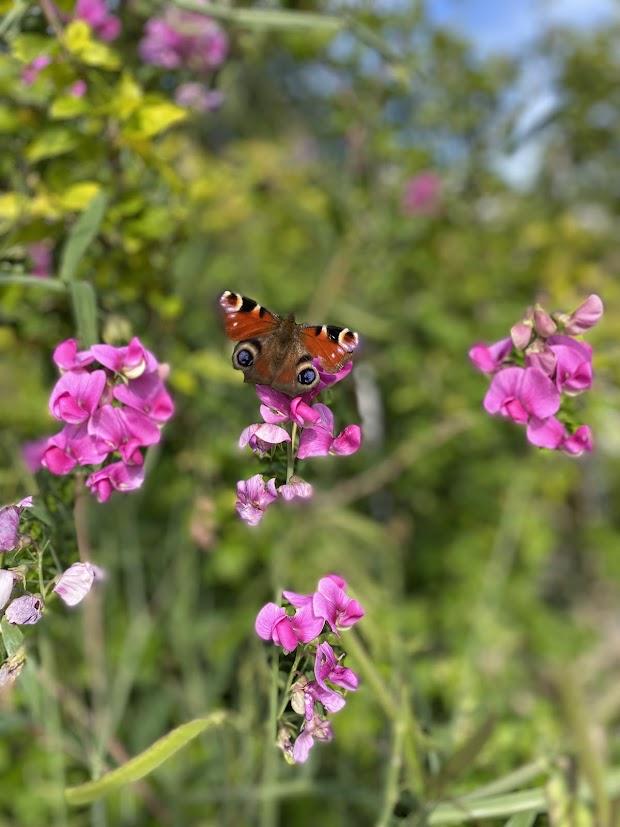 Haven i Harrestrup og andre steder