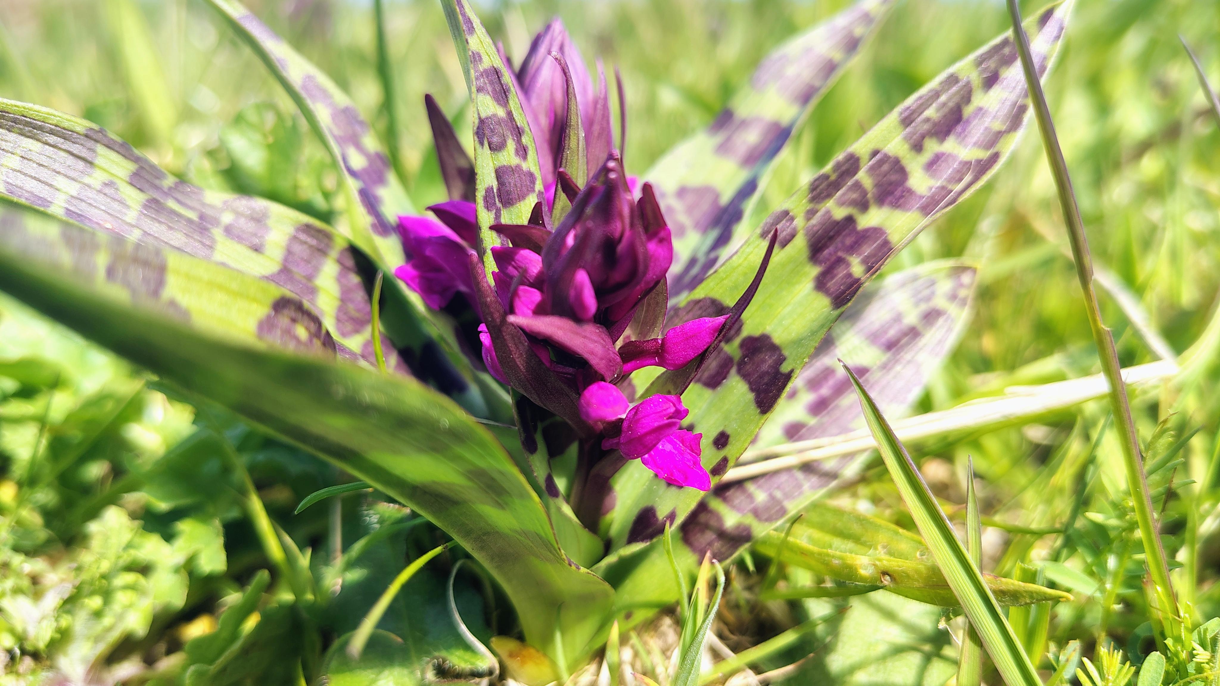 Blomsterne planter i den danske natur 