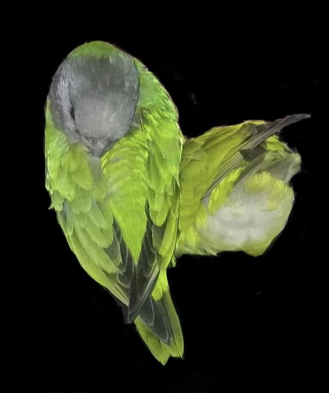 Papeg&oslash;jer og andre tamfugle