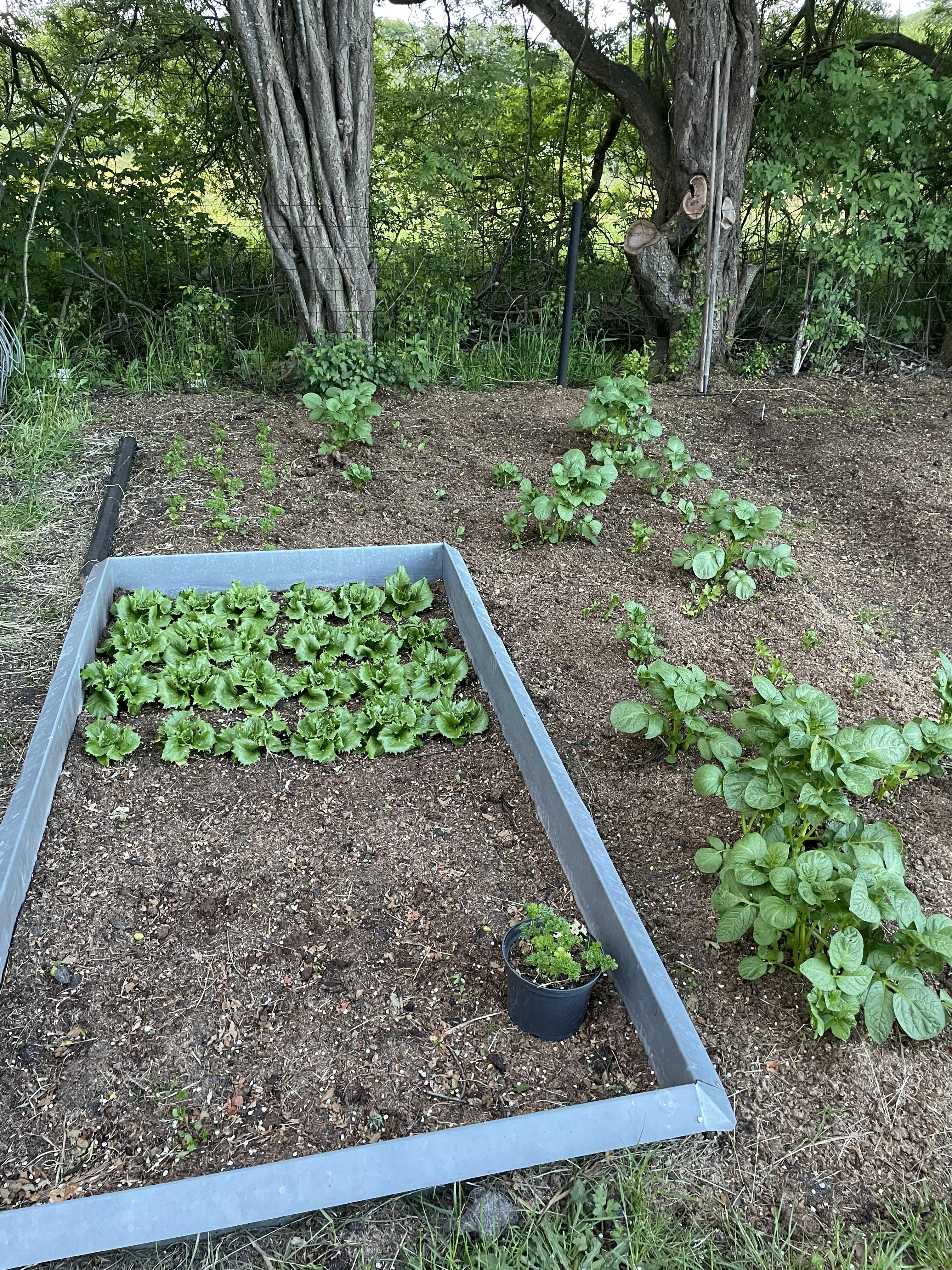 Os med K&oslash;kkenhave 