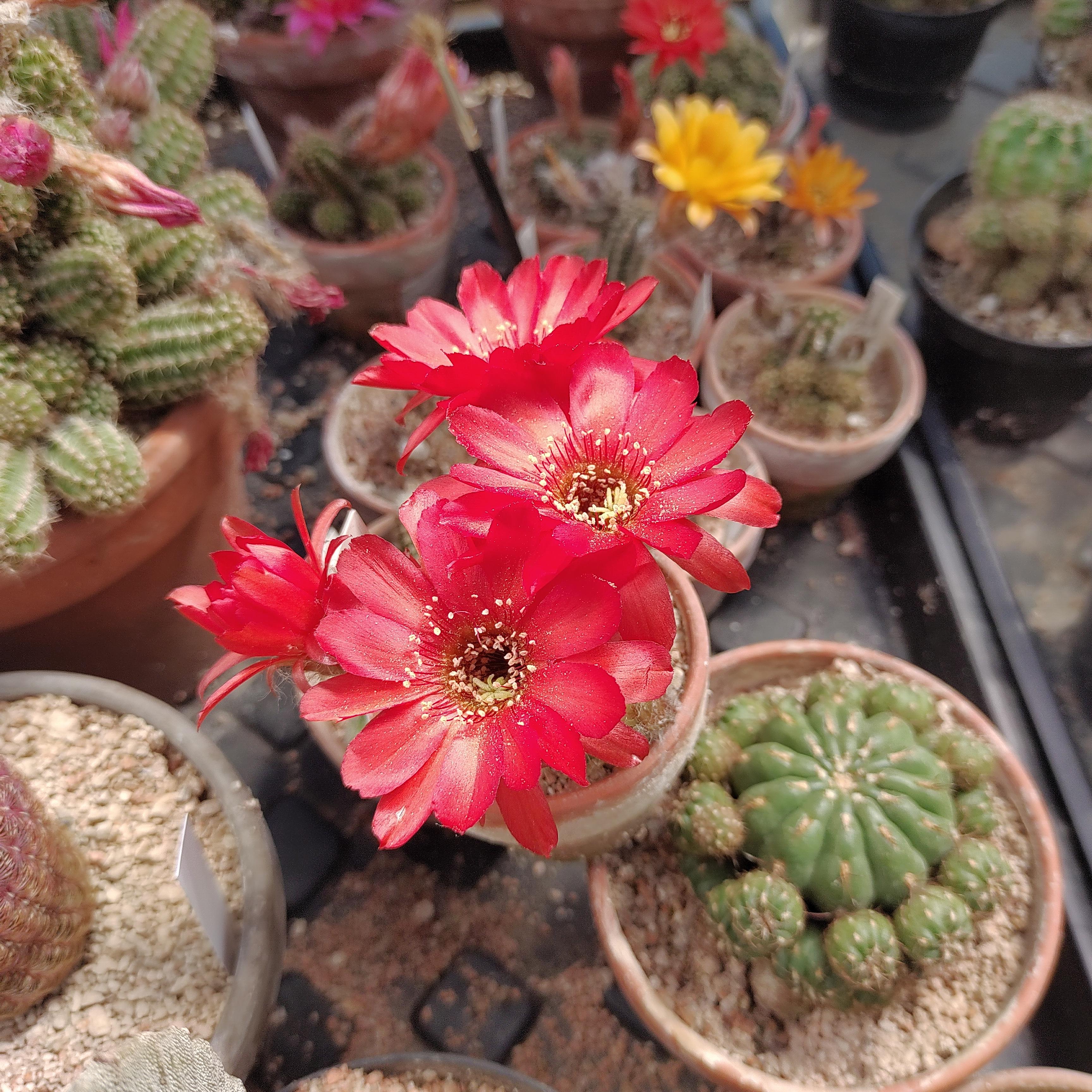 Kaktus og sukkulenter