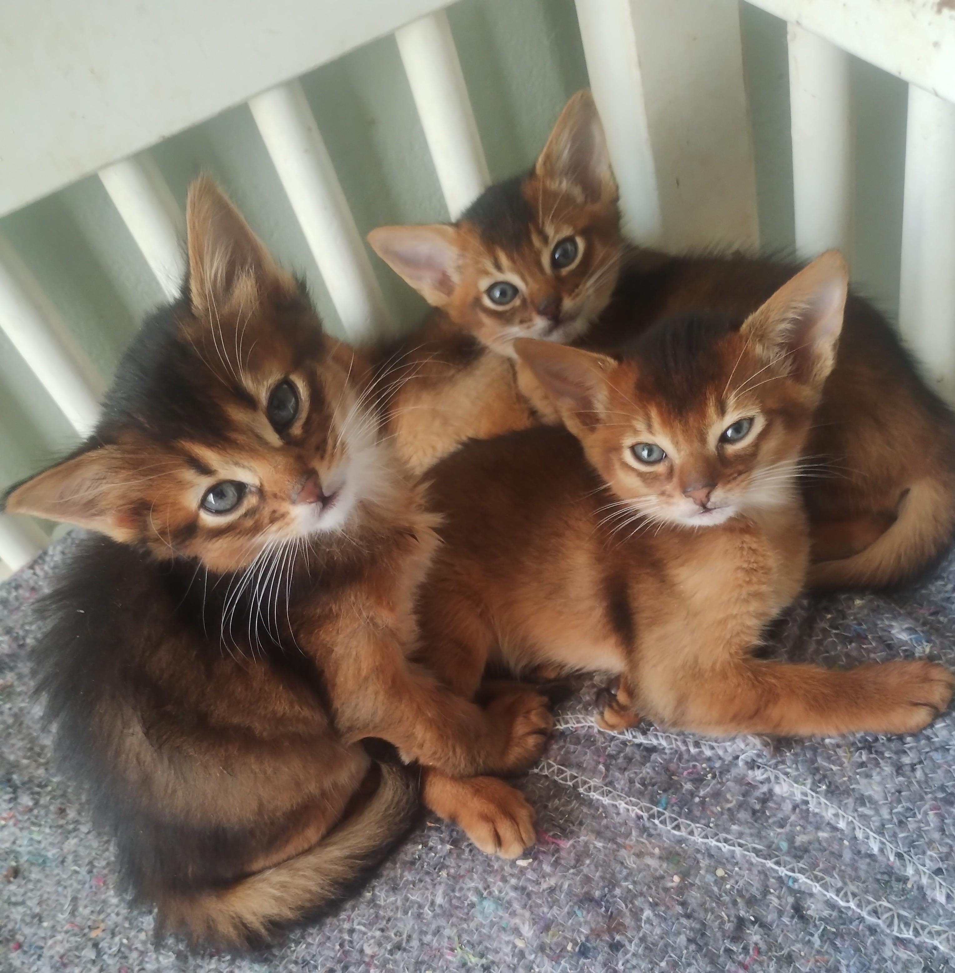 Dushara Somali og abyssinier katte