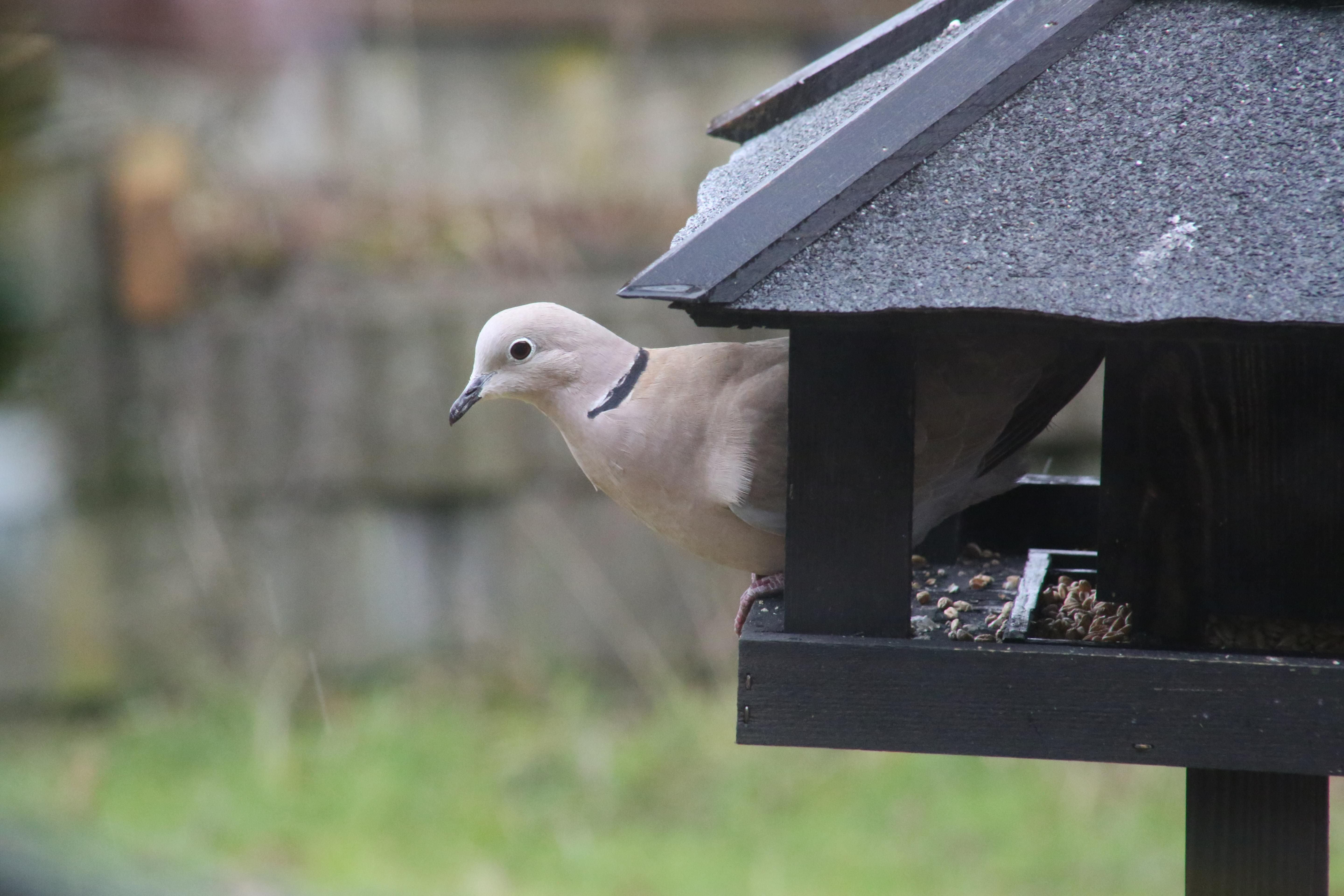 Hobbyfotografer